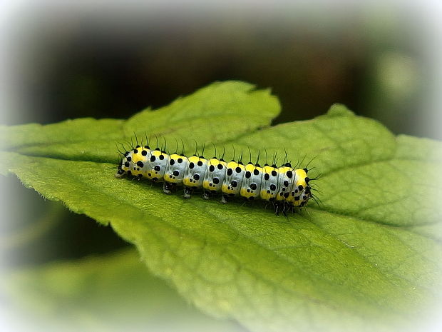 mramorovka modrohlavá - húsenica  Diloba caeruleocephala