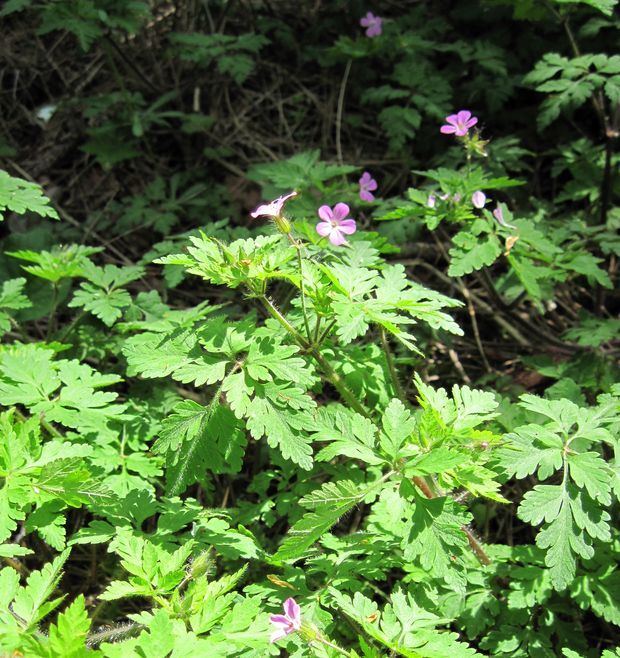 pakost smradľavý Geranium robertianum L.