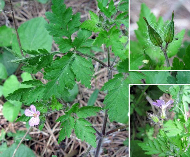 pakost smradľavý Geranium robertianum L.