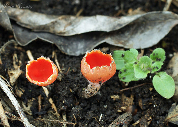 ohnivček zimný Microstoma protractum (Fr.) Kanouse