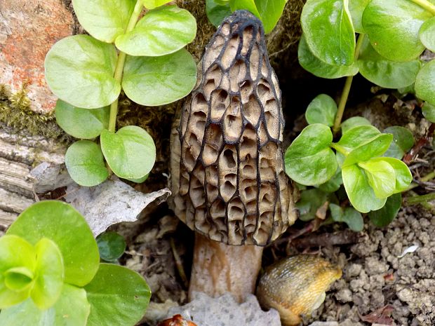 smrčok hybridný Morchella semilibera DC.