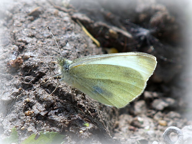 mlynárik repový Pieris rapae