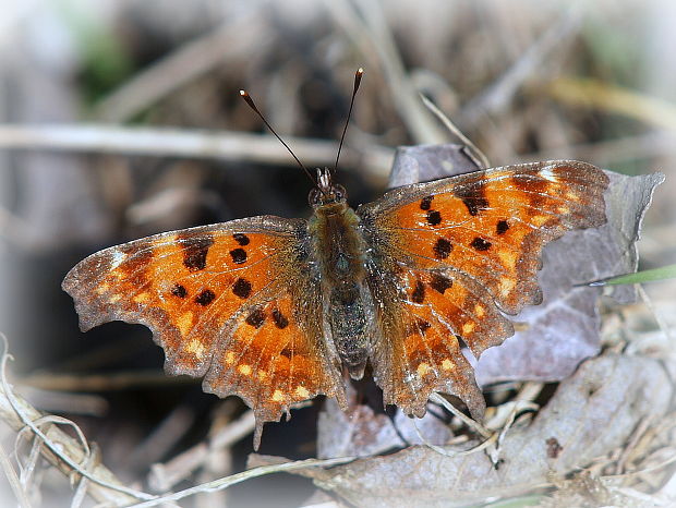 babôčka zubatokrídla Polygonia c-album