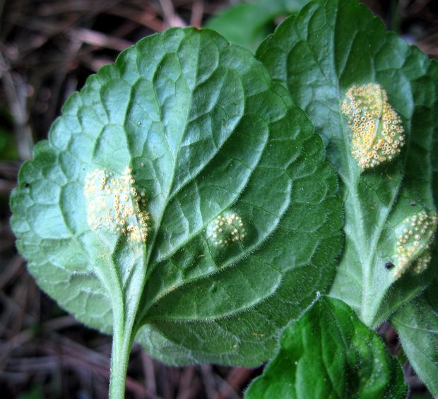 hrdza fialková Puccinia violae (Schumach.) DC.