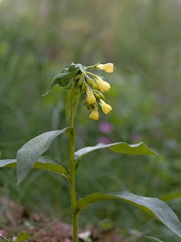 kostihoj hľuznatý Symphytum tuberosum L.