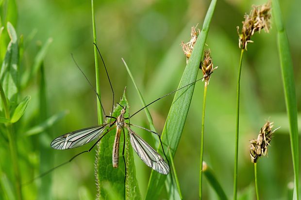 tipuľa Tipula (Lunatipula) vernalis  (Dipt., Tipulidae)