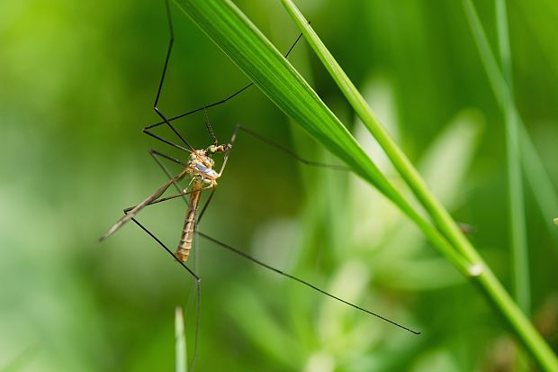 tipuľa Tipula (Lunatipula) vernalis (Dipt., Tipulidae)