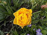tulipán plnokvetý