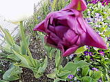 ešte jeden z kolekcie tulipánov