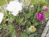 kvetinová záhradka v apríli