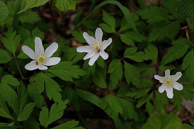 veternica hájna Anemone nemorosa L.