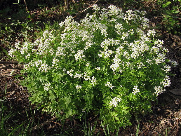 žerušnica horká Cardamine amara L.