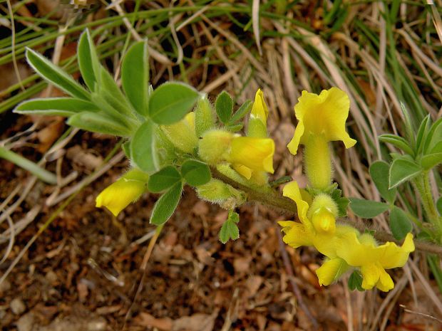 zanoväť trojkvetá Chamaecytisus hirsutus (L.) Link