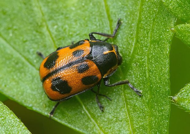 krytohlav Cryptocephalus sexpunctatus