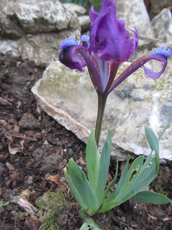 kosatec nízky Iris pumila L.