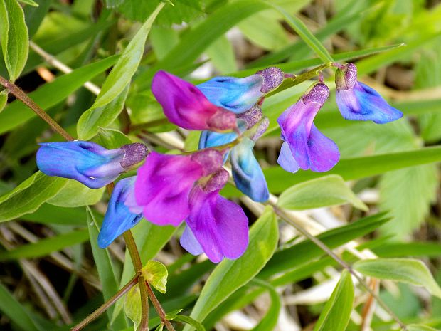 hrachor jarný Lathyrus vernus (L.) Bernh.