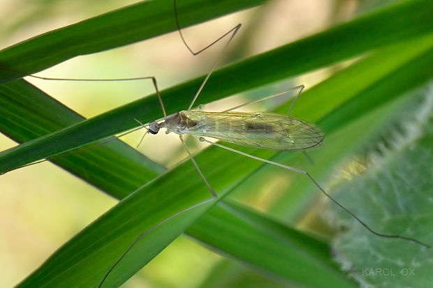 bahniarka Limonia macrostigma (cf.)