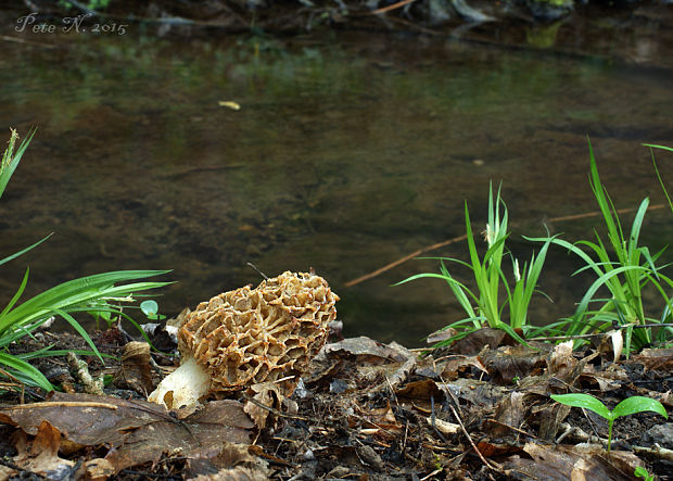 smrčok jedlý Morchella esculenta (L.) Pers.