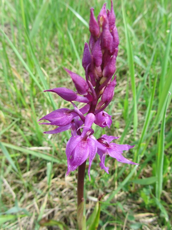 vstavač mužský poznačený Orchis mascula subsp. signifera (Vest) Soó