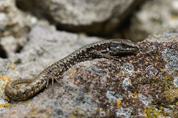 jašterica múrová Podarcis muralis