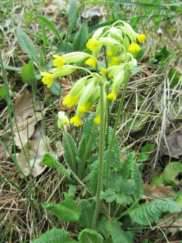 prvosienka jarná Primula veris L.