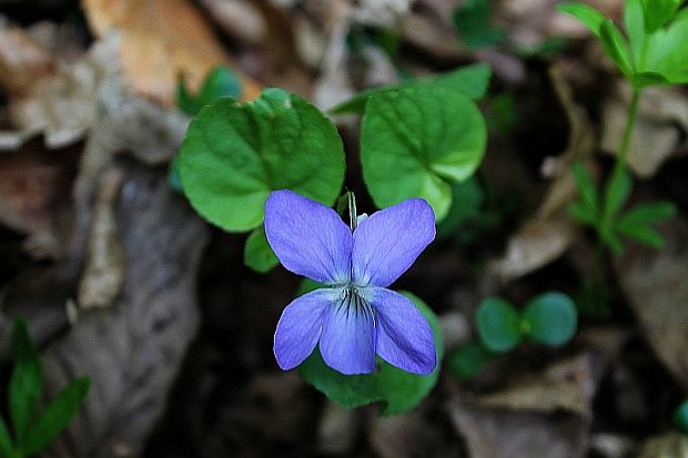 fialka rivinova Viola riviniana Rchb.