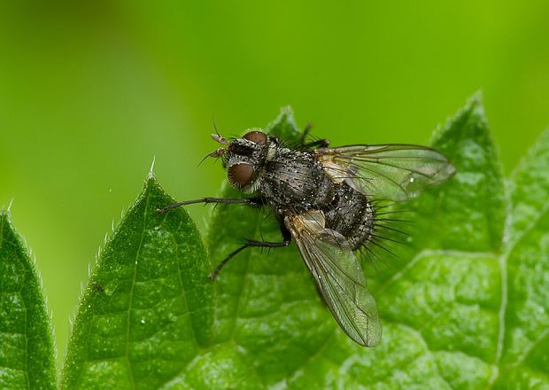 bystruša Voria ruralis