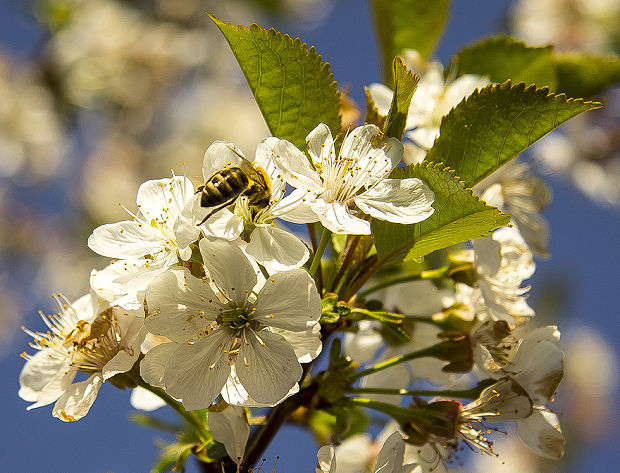 včela medonosná Apis mellifera