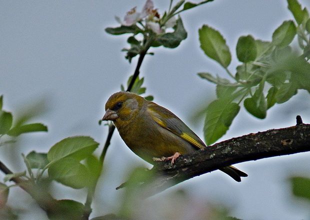 stehlik zelený Carduelis chloris