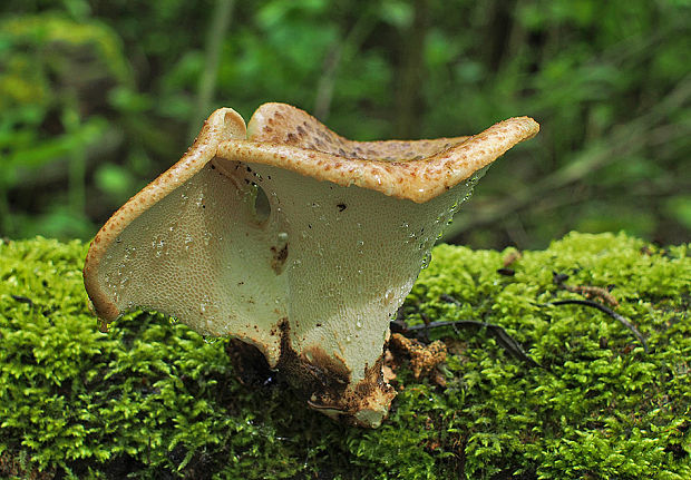 trúdnik šupinatý Cerioporus squamosus (Huds.) Quél.