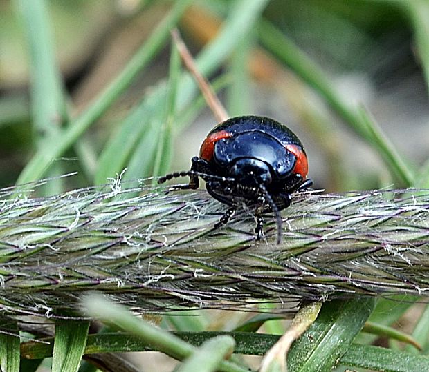 liskavka Chrysolina sanguinolenta