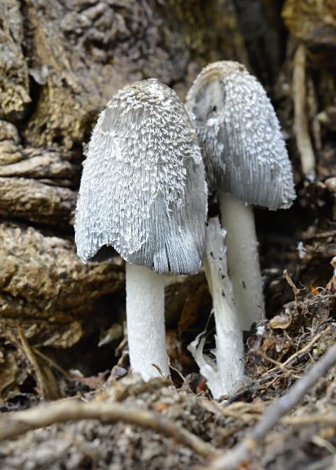 hnojník chlpatý Coprinopsis lagopus (Fr.) Redhead, Vilgalys & Moncalvo