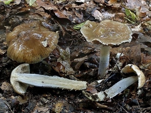 pavučinovec neveľký Cortinarius livido-ochraceus (Berk.) Berk.