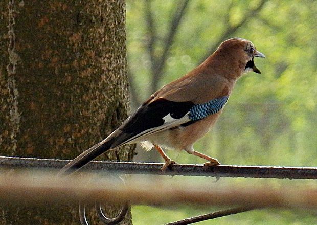 sojka škriekavá Garrulus glandarius