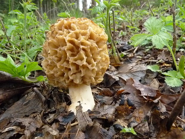 smrčok jedlý Morchella esculenta (L.) Pers.