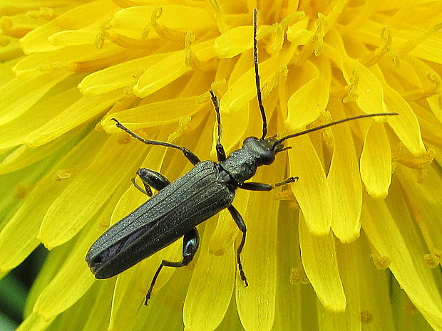 stehenáč zelenavý Oedemera virescens