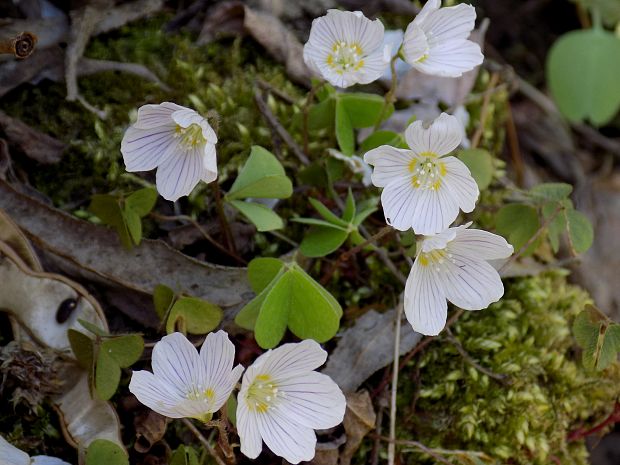 kyslička obyčajná Oxalis acetosella L.