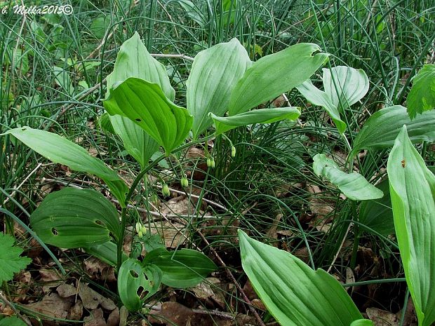 kokorík širokolistý Polygonatum latifolium Desf.