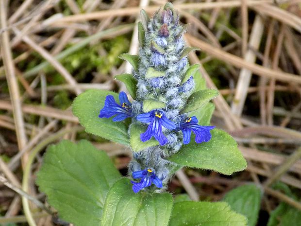 zbehovec plazivý Ajuga reptans L.