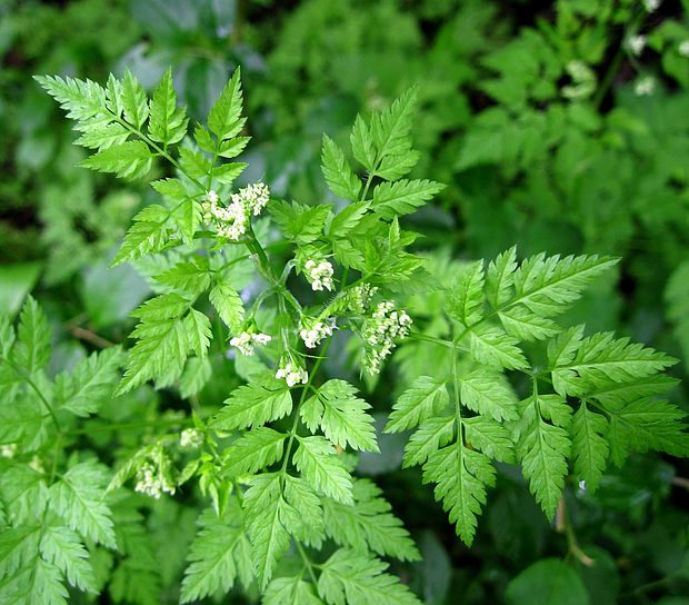 trebuľka voňavá Anthriscus cerefolium (L.) Hoffm.