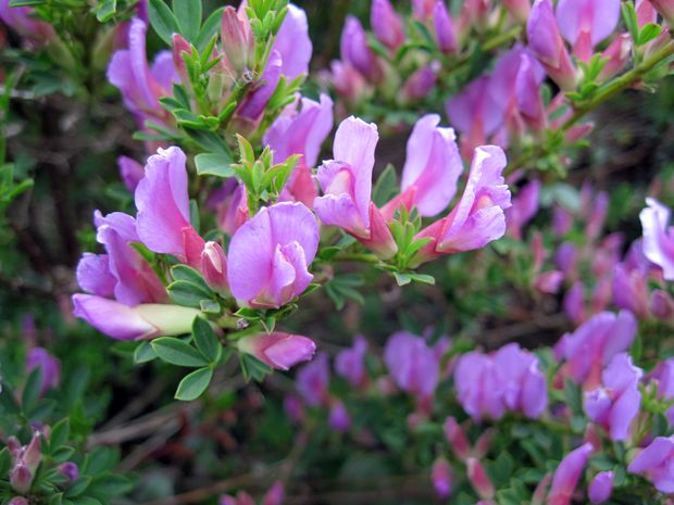 zanoväť purpurová  Chamaecytisus purpureus  (Scop.) Link