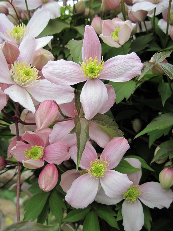 plamienok Clematis montana Buch.-Ham. ex DC.