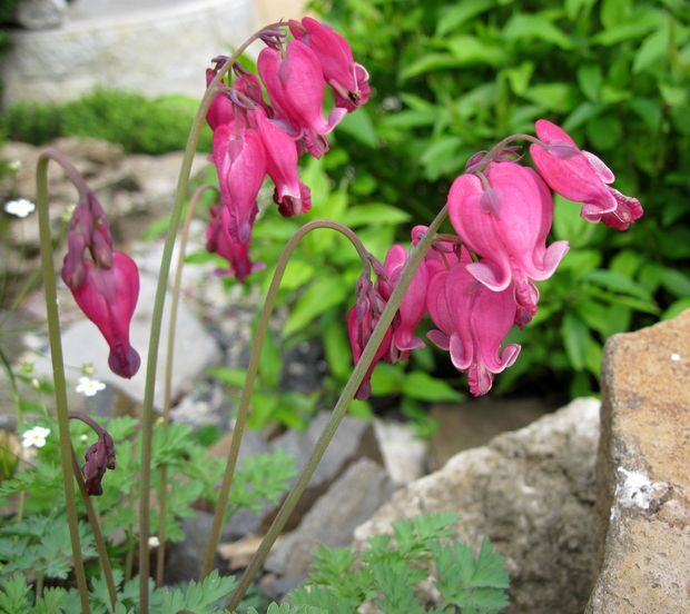 srdcovka Dicentra sp.