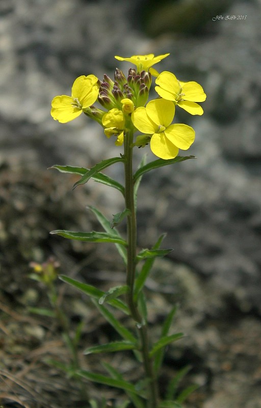 horčičník voňavý Erysimum odoratum P. Gaertn., B. Mey. et Scherb.