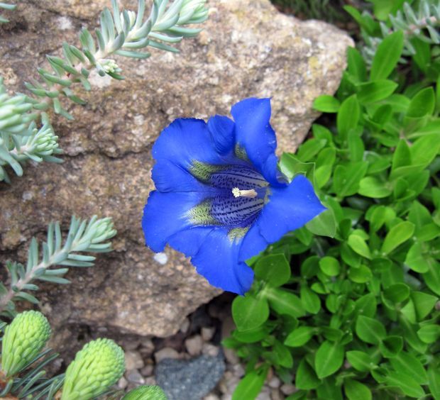 horec Kochov Gentiana acaulis L.