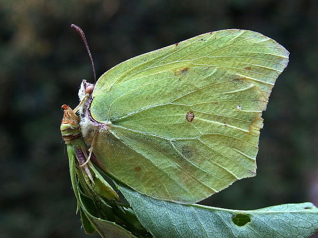 žltáčik rešetliakový Gonepteryx rhamni