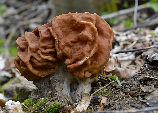 ušiak obrovský Gyromitra gigas (Krombh.) Cooke