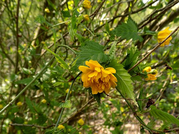 kéria japonská Kerria japonica (L.) DC.