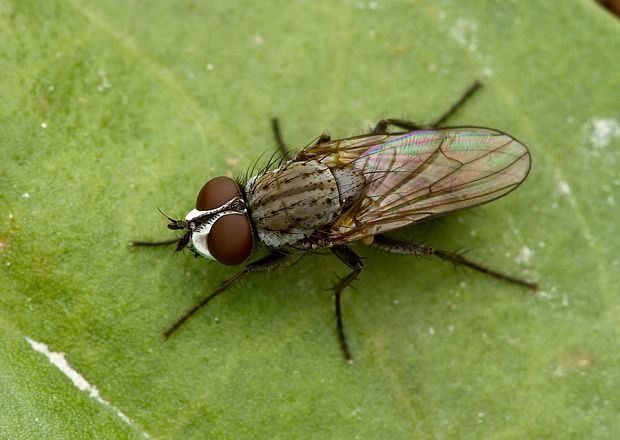 slnivka Leucophora grisella