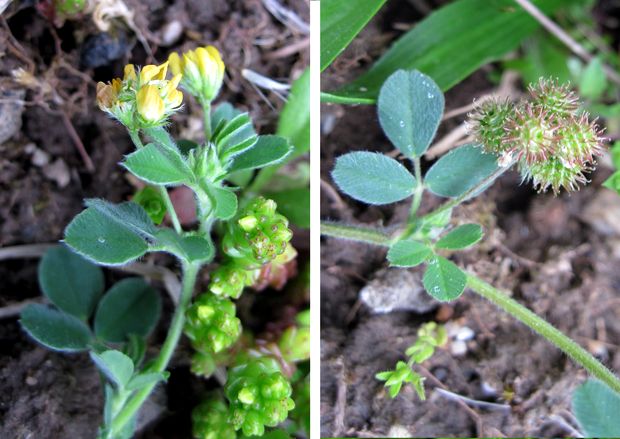 lucerna najmenšia Medicago minima (L.) Schreb.